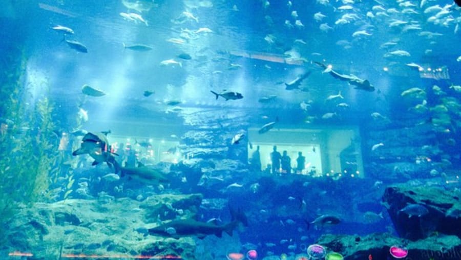 Dubai Aquarium