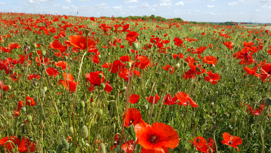 Le Hamel Poppies