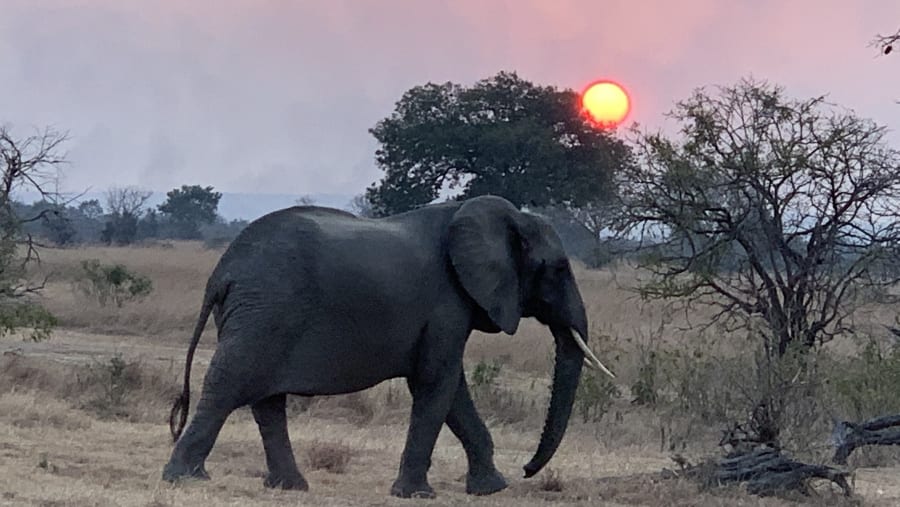Elephant at sight in Mikumi National Park