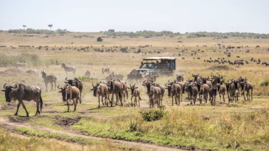 Wildebeest Migration, Masai Mara, Kenya