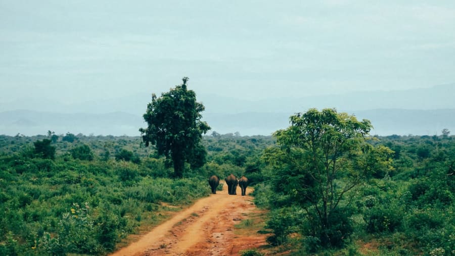 Udawalawe Safari