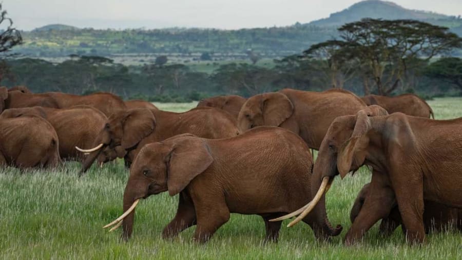 Witness the pride of Amboseli National Park