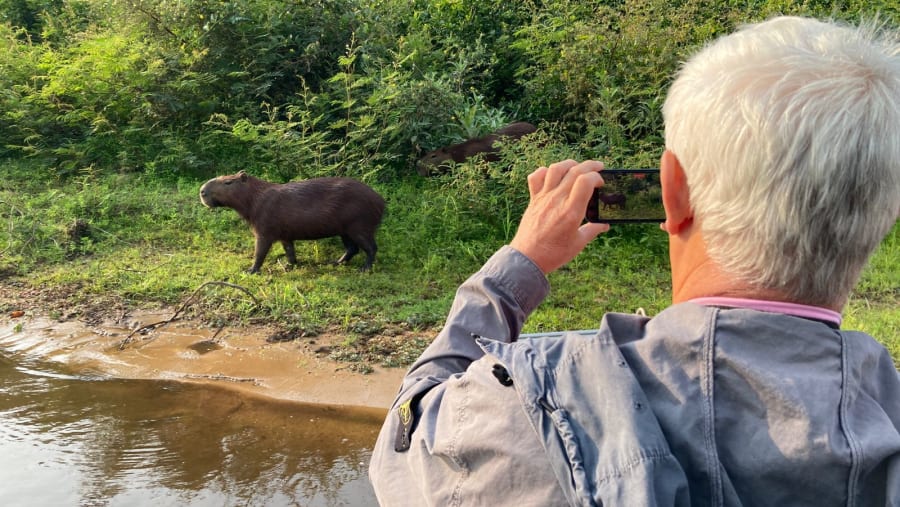 Capibara, the biggest rodent in the world spotting