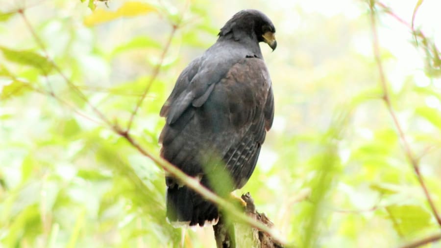 See Bola de Oro Trail in Machalilla National Park