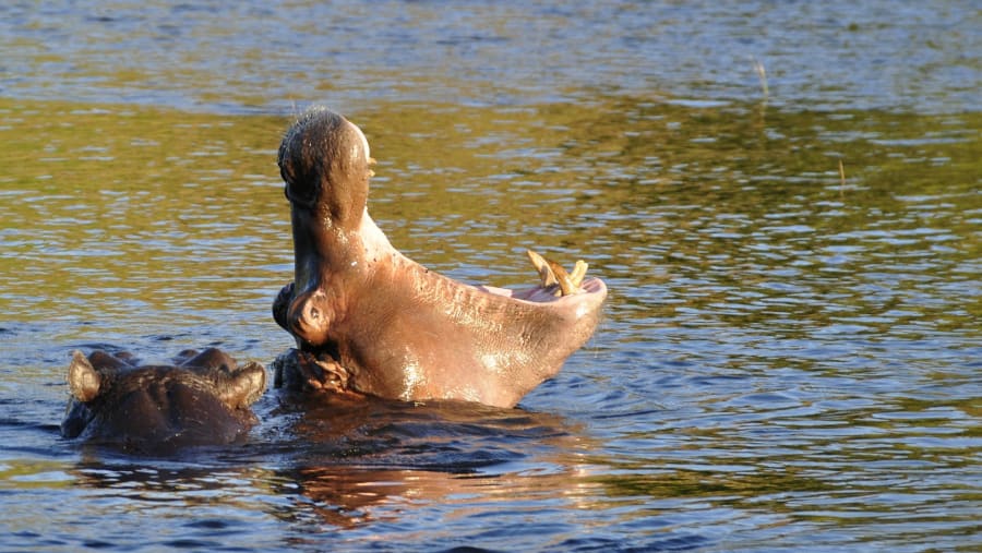 See Hippos on your Boat Cruise in Chobe River
