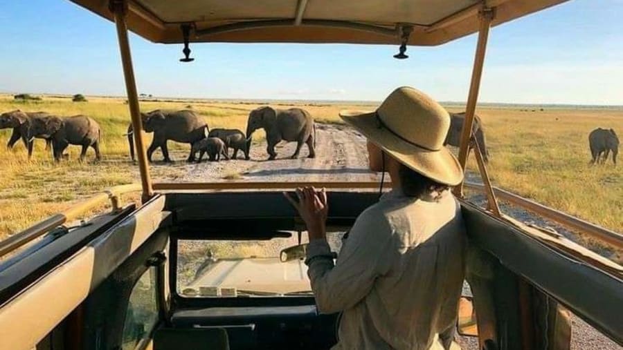 Experience a fun filled safari