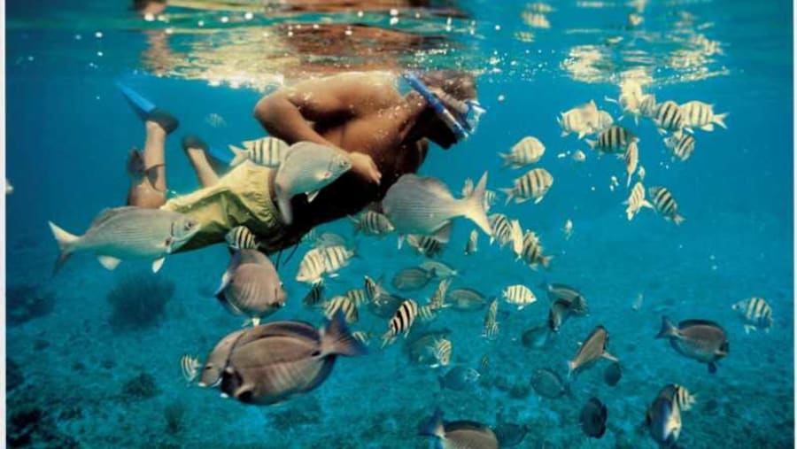 Snorkeling in Dimaniyat Islands