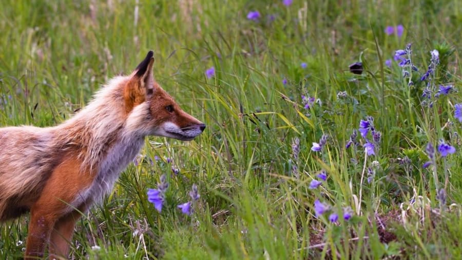 Come across wild animals