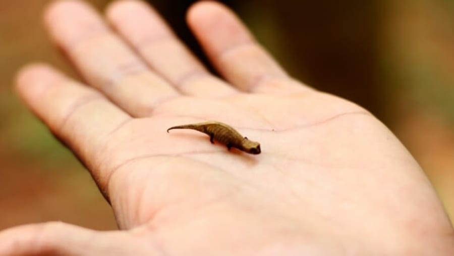 Madagascar Smallest Chameleon