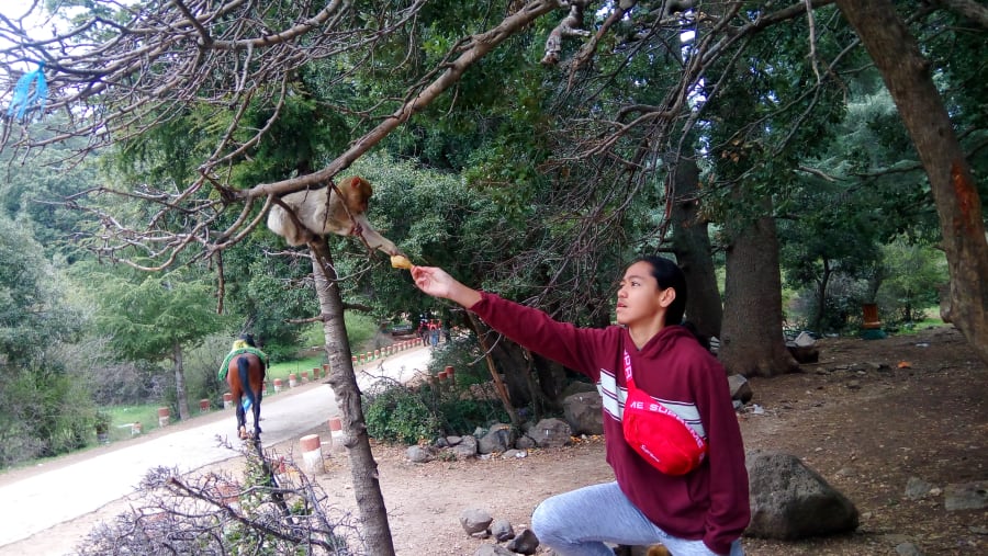 Feeding Monkeys- Azou