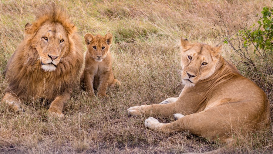 Spot the diverse wildlife at Tarangire National Park