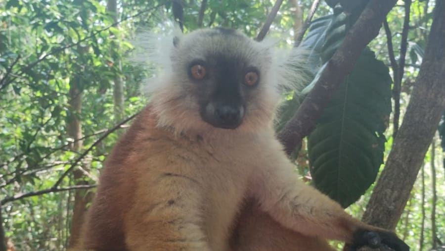 Spotting lemurs at Nosy-be