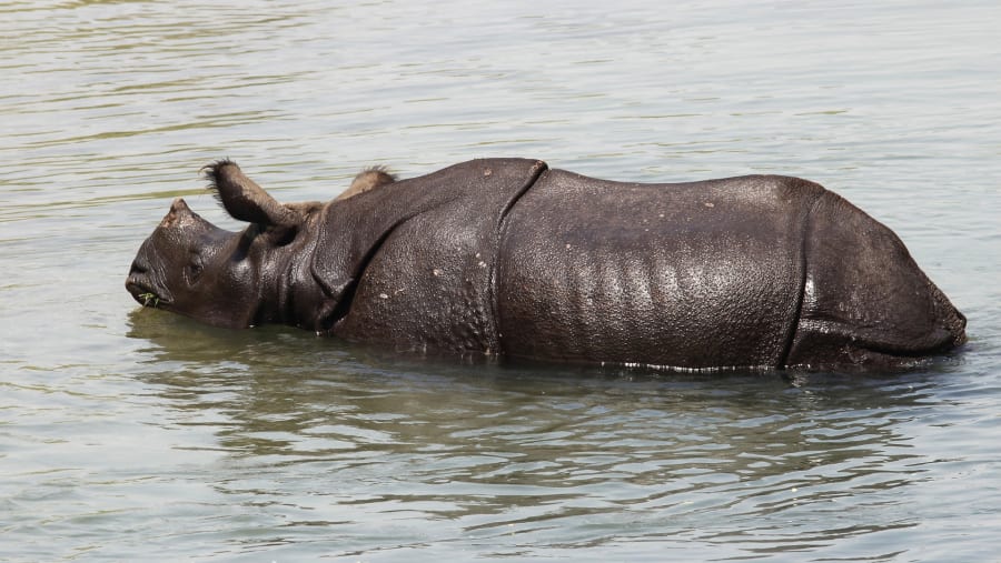 Rhinos at the Chitwan National Park