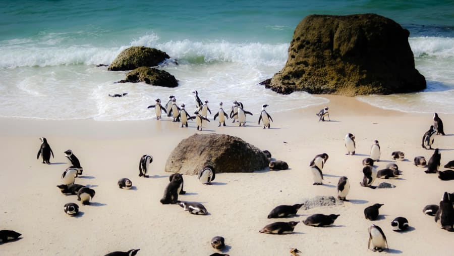 Enjoy at Boulders Beach