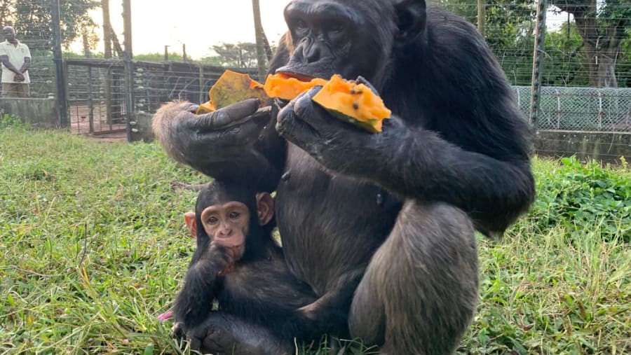 Chimpanzee