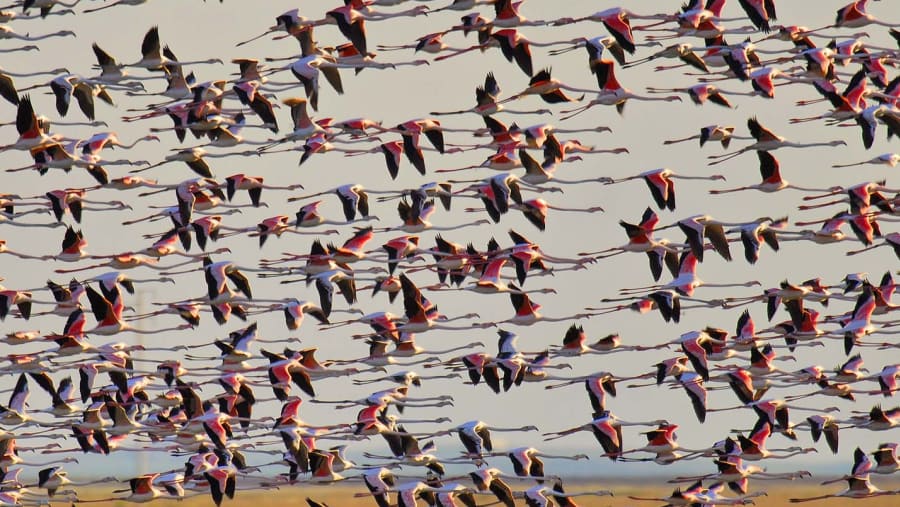 Flamingoes at Donana National Park