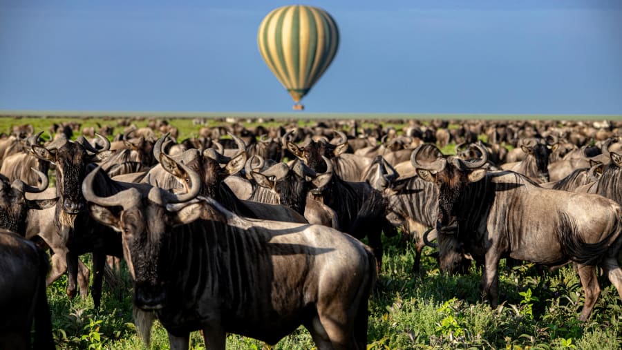 Witness the enchanting Wildebeest Migration