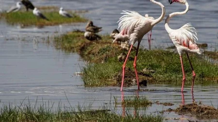 Flamingos in Ngorongoro Crater
