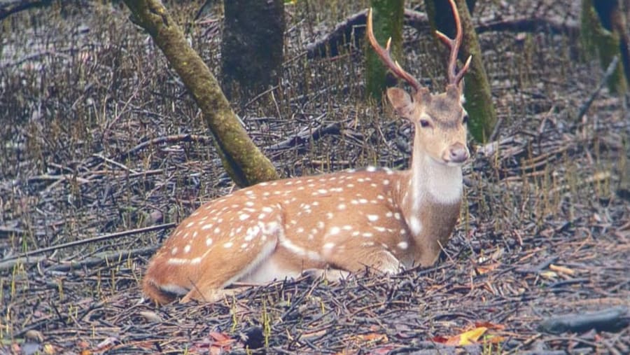 Wildlife at Sunderbans