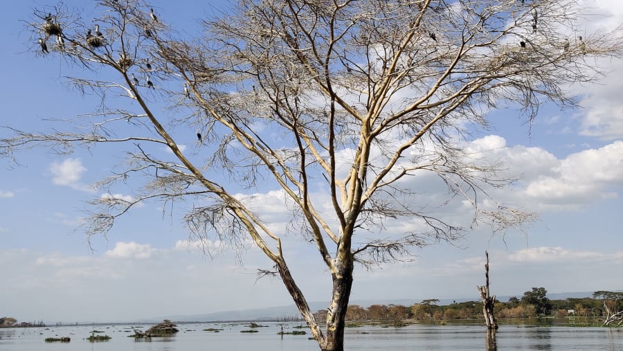 Enjoy a boat ride at Lake Naivasha