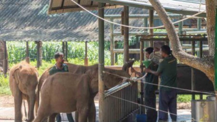 Elephants