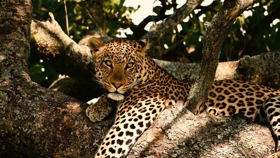 Cheetah