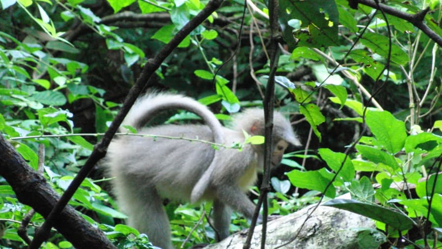 Mangabey Monkey at Udzungwa Mountains National Park