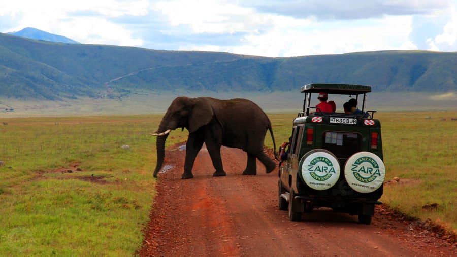 elephant in the Ngorongoro