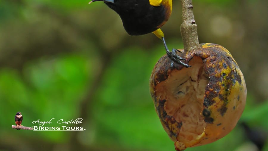 A finch