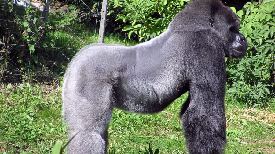 Mountain Gorilla