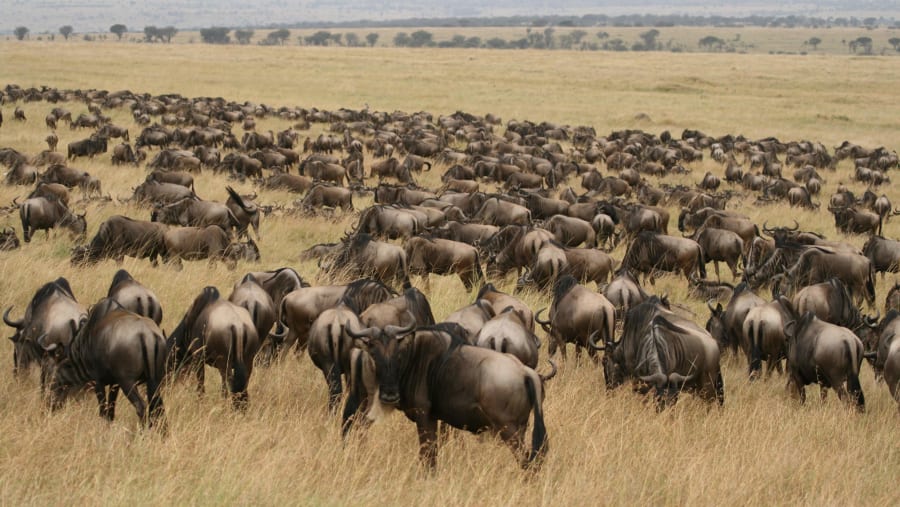 Wildebeest Migration Safari