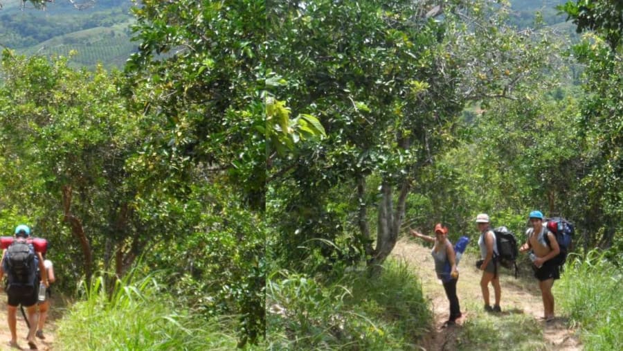 Jungle treks