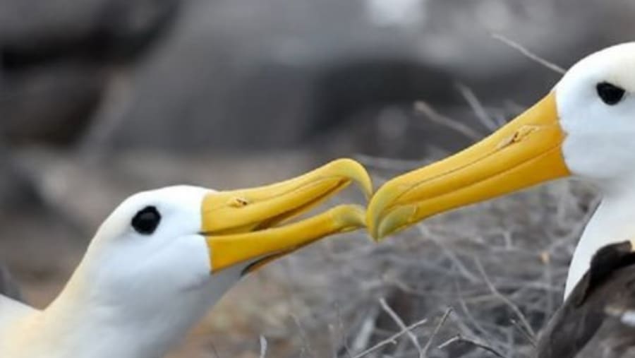Albatrosses bird in the Espanola Islands