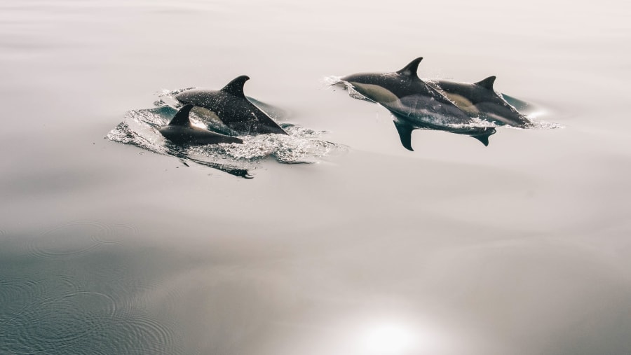 Spot Gorgeous Dolphins at Bandar Khayran Island