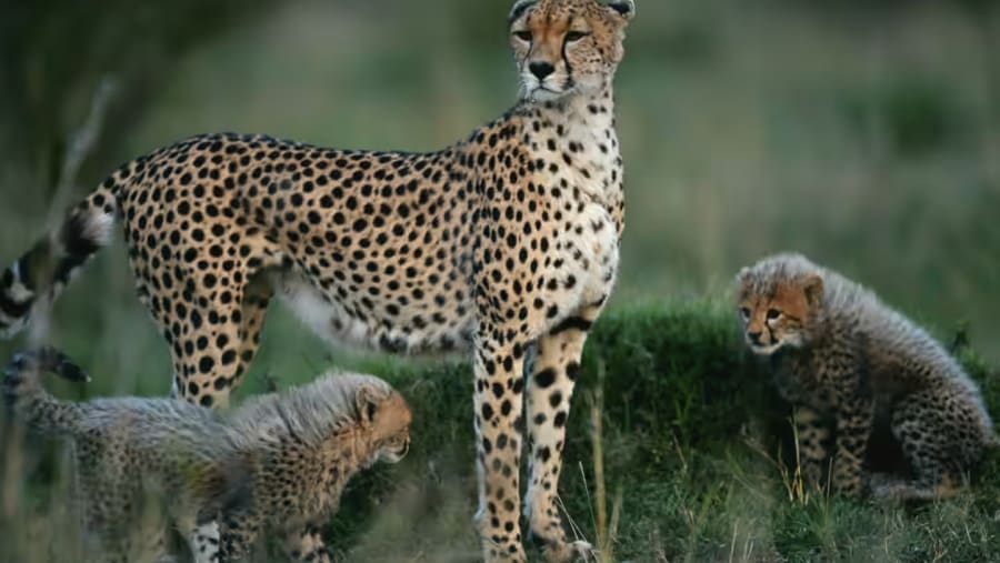 Leopards