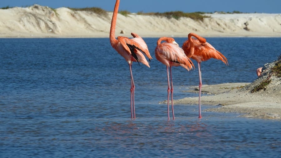 Flamingos in Rio Lagartos