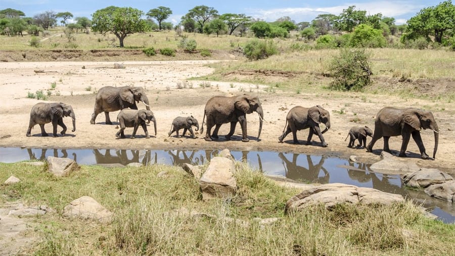 African elephants