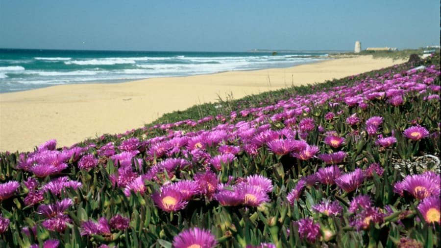 Vejer de la Frontera Beach