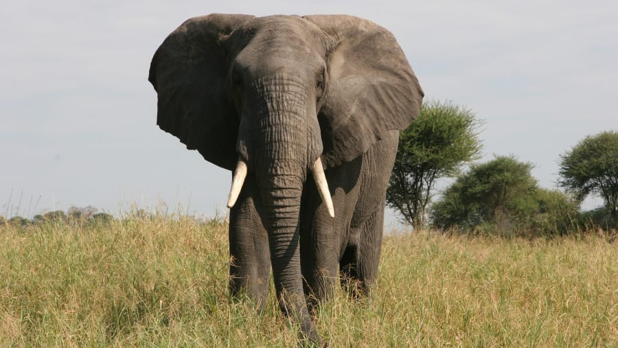 Elephants at the Tarangire National Park