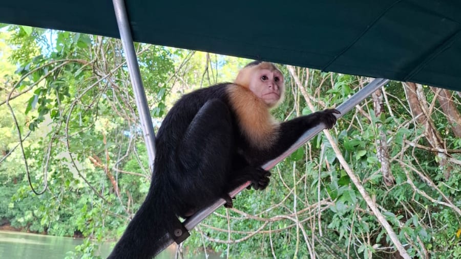 capuchin monkey