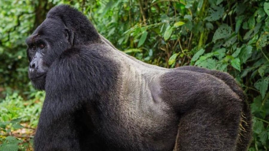 Gorillas Tracking