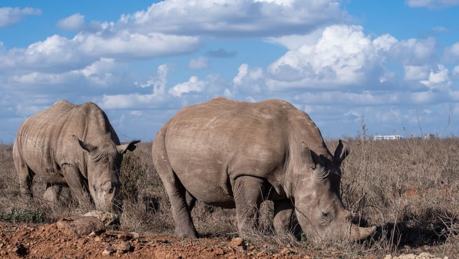 Rhinos