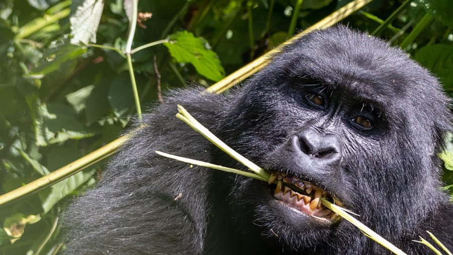 Gorilla and wild life safari