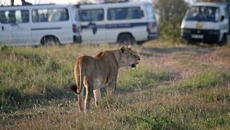Lioness spotted during game drive