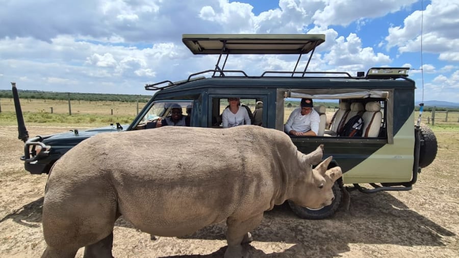 White Rhinoceros