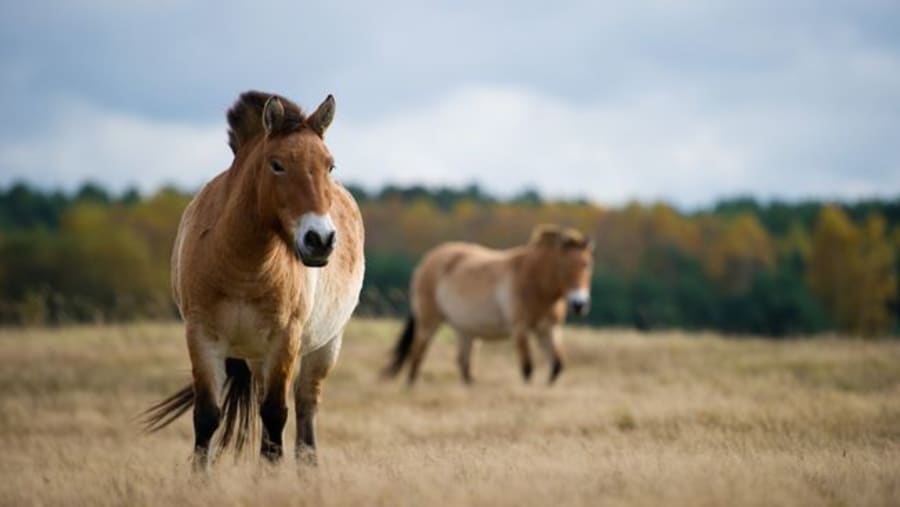 Sighting Wildlife