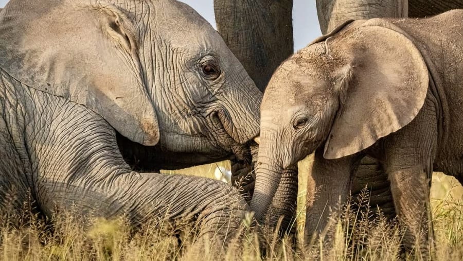 Witness the African wildlife