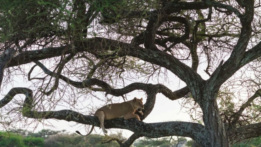 Wildlife Experience