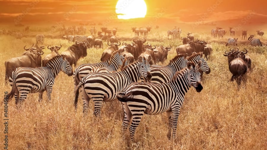 Serengeti Zebra Sunset