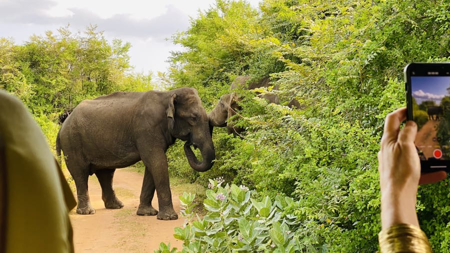 Yala National Park Safari